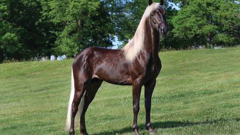 Rocky Mountain Horse
