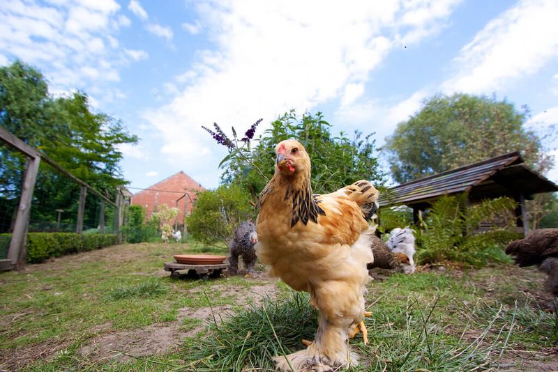 Brahma Gold: The Gentle Giant