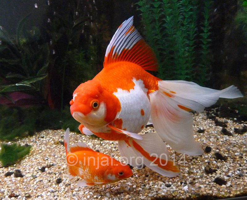 Specialized Feeding Habits