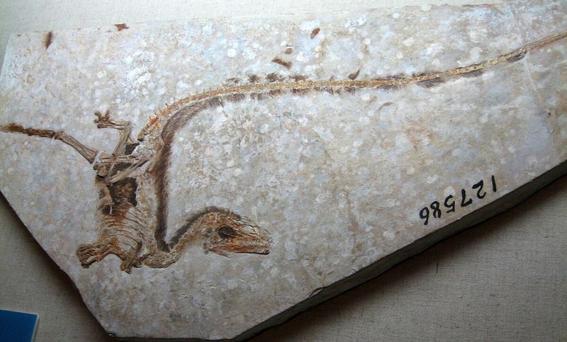 The Mystery Of Dinosaur Feathers