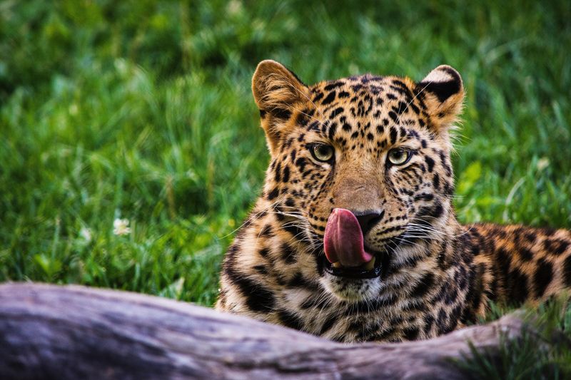 Amazonian Jaguar Lords: Masters Of The Rainforest