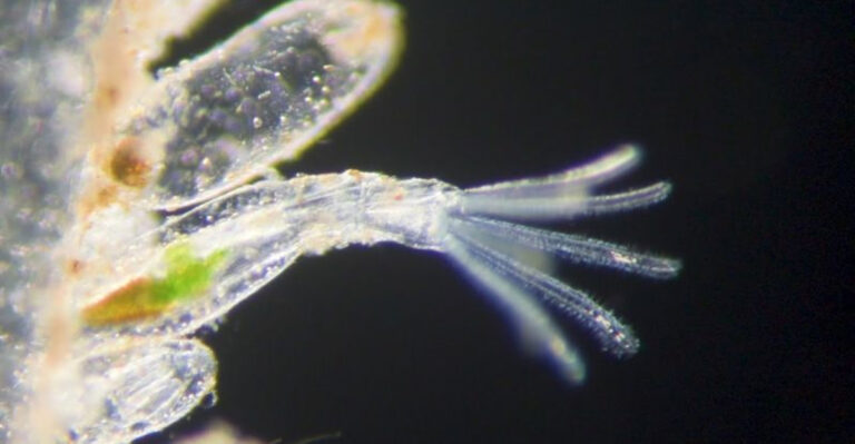 West Coast Faces Growing Threat From Unusual Invasive Species