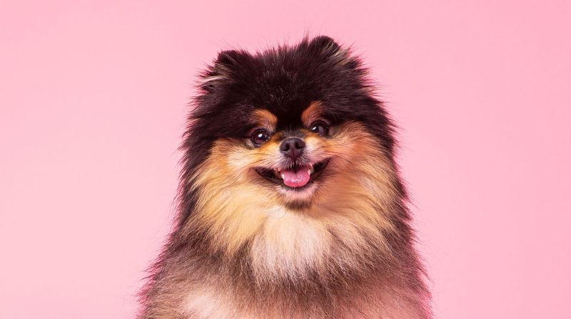 Pomeranians: Attention-Demanding Fluffballs