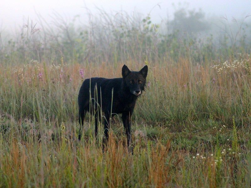 Wisconsin – Timber Wolf