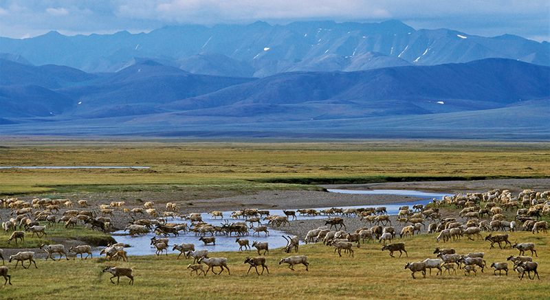 Central Arctic Caribou Herd