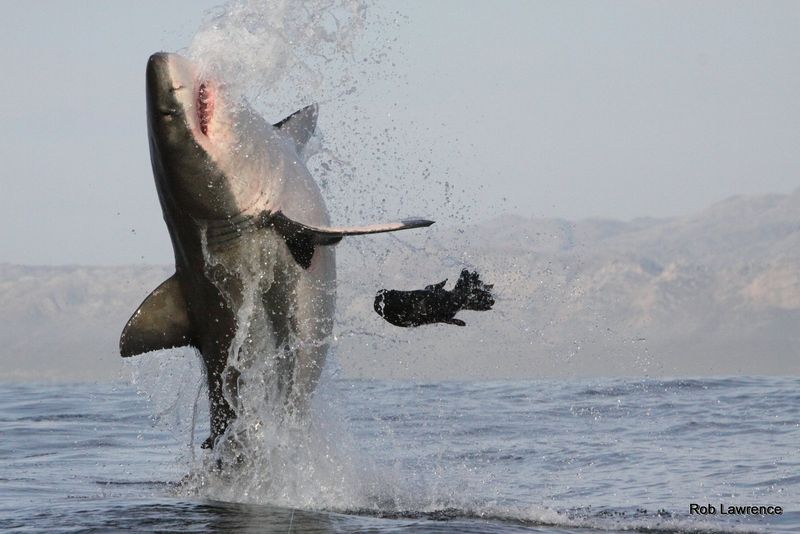 South Africa's False Bay: Great White Territory