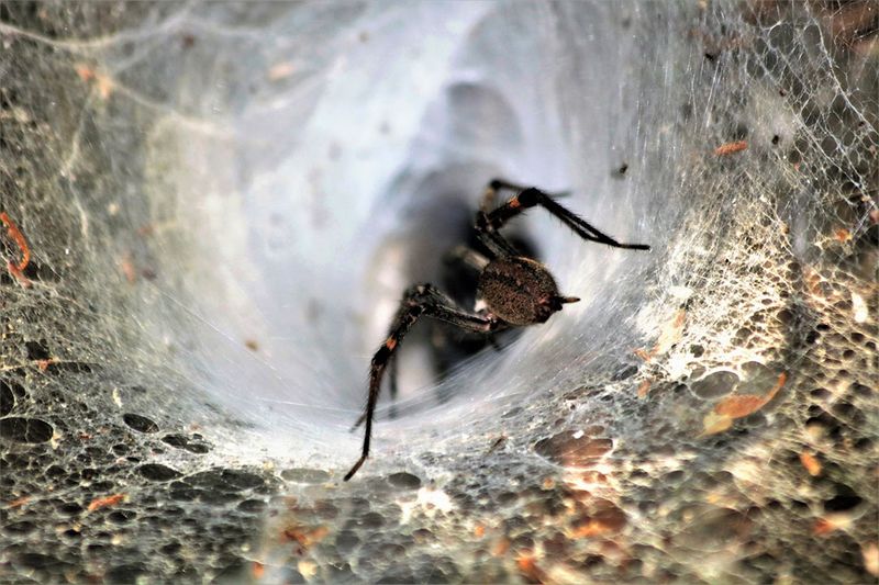Hobo Spider: Misunderstood Web Weaver