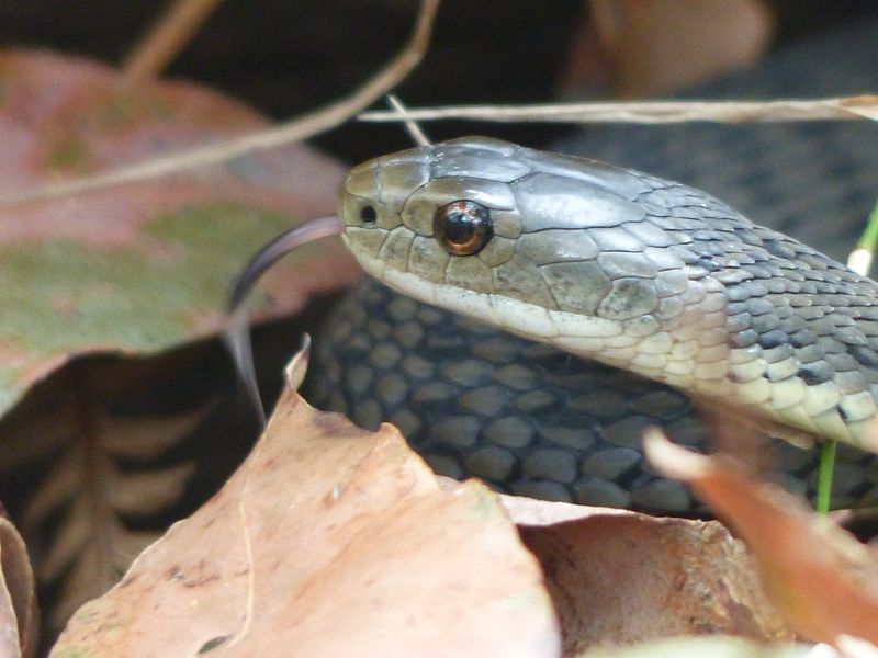 Rough-Scaled Snake