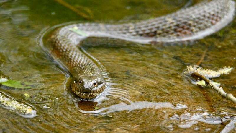 Northern Water Snake