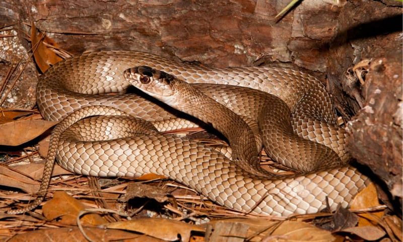 Coachwhip Snake
