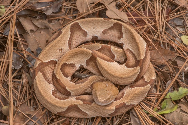 Copperhead's Camouflage Makes It One Of The Most Commonly Encountered Venomous Snakes