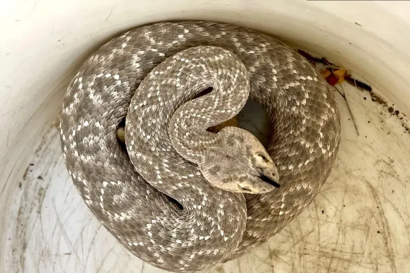 The Rare Discovery In Scottsdale: A Snake Unlike Any Other