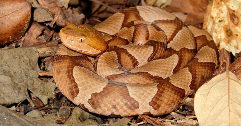 Copperhead