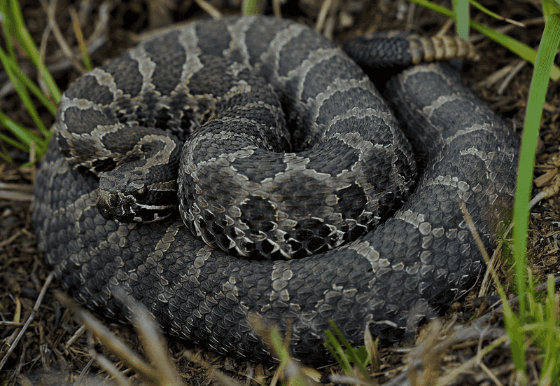 Massasauga Rattlers: Wetland Warriors