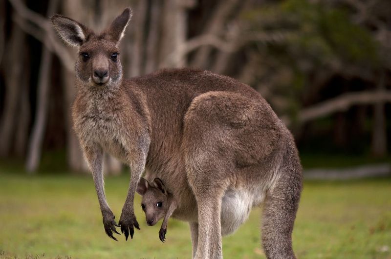 Stronger Odor Compared To Other Species
