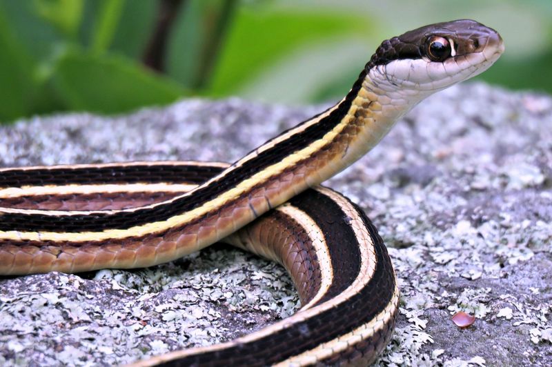 Ribbon Snake