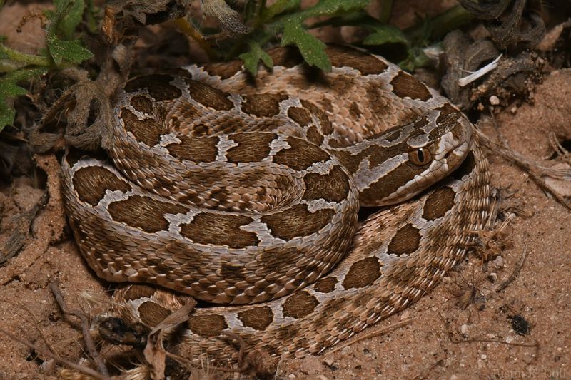 Desert Massasauga
