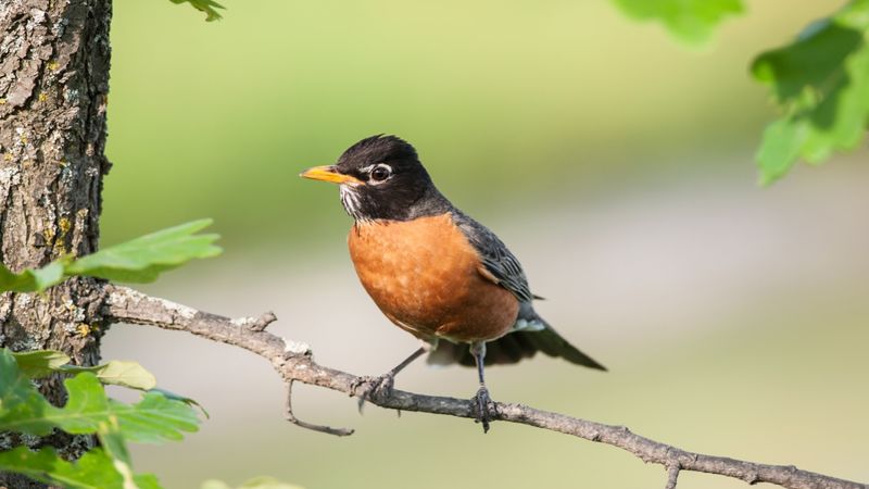 American Robin: Spring's Herald