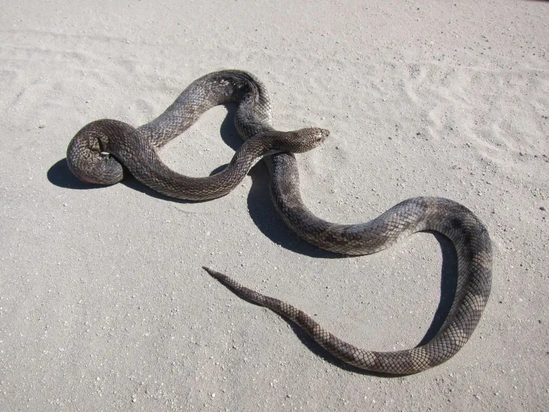 Black Pine Snake