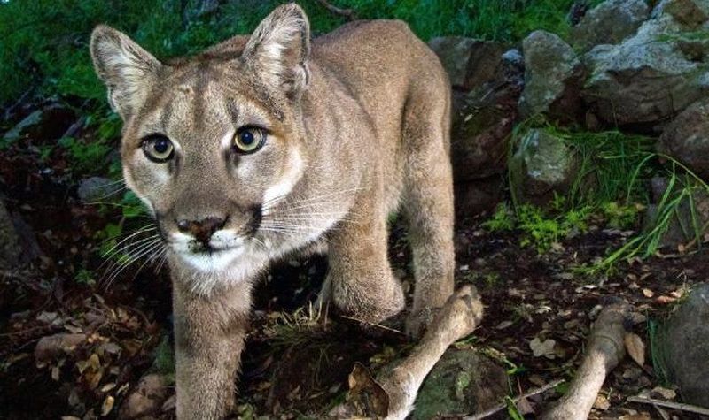 Historically Native Predators