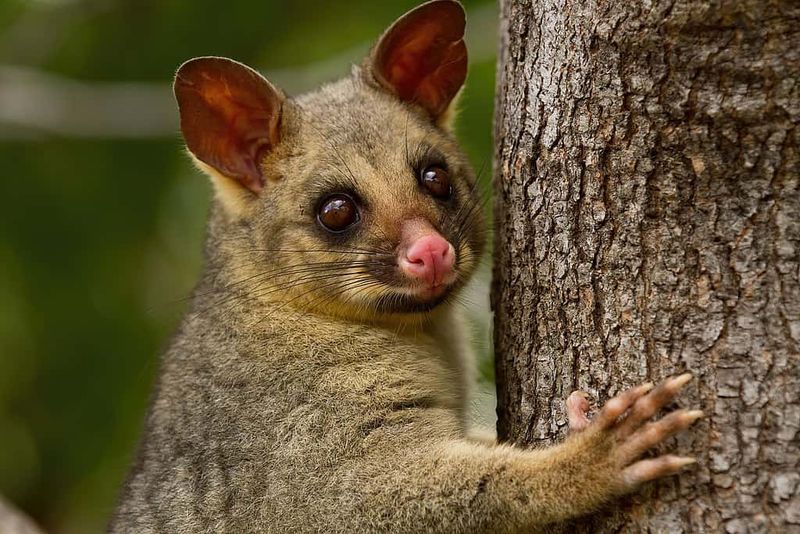 The Comeback Of Brushtail Possums Surpasses Expectations