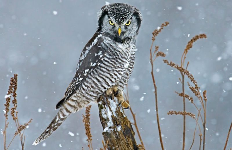 Northern Hawk Owl: The Daylight Hunter