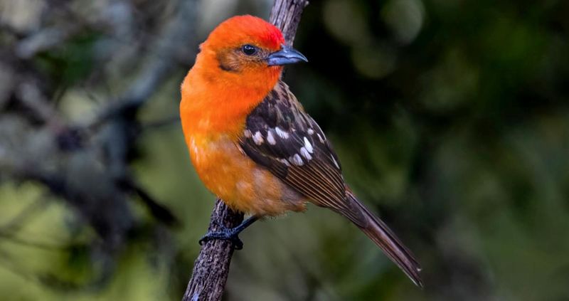 Flame-Colored Tanager