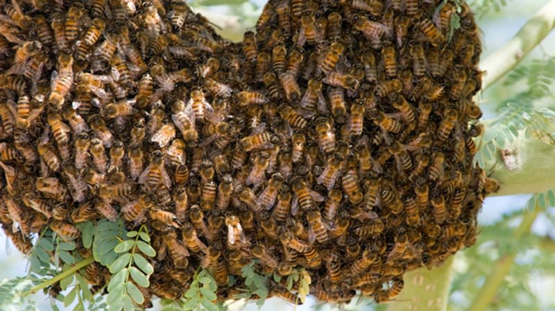 Africanized Honey Bees: The Lethal Swarm