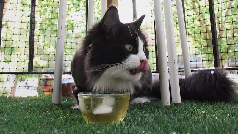Catnip Tea Surprise