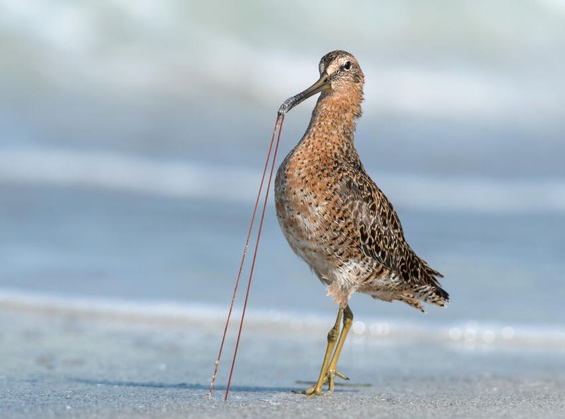 A Wake-Up Call For Conservation Efforts