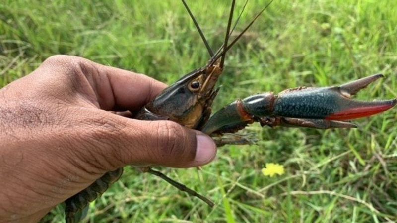 Disease Carriers Threaten Multiple Species