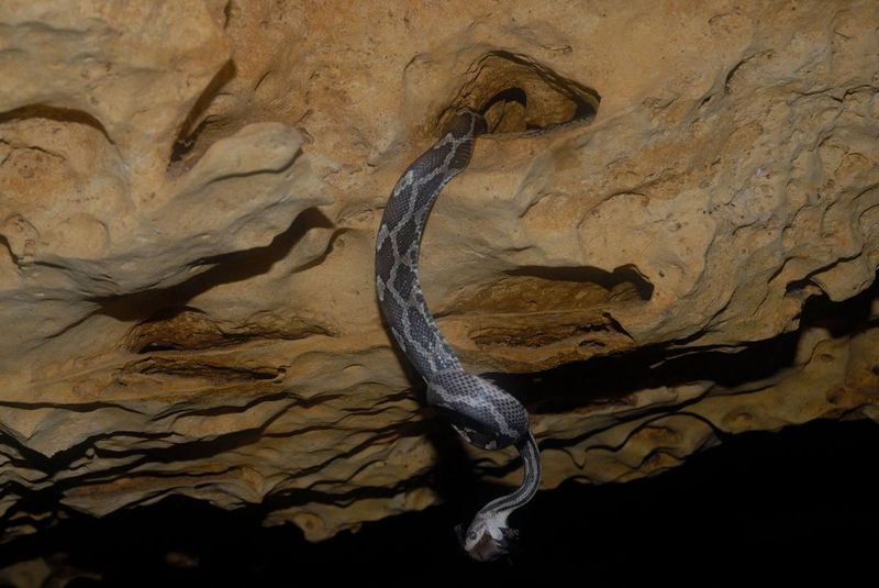 Cave Dwellers