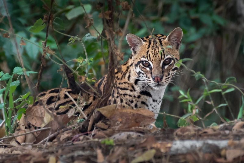 Southern Swamp Kings: Ocelots