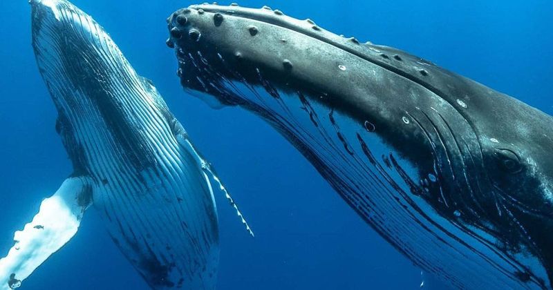 Cutting-Edge Whale Research