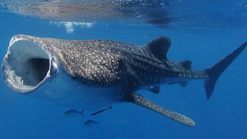 Whale Shark Vs. School Bus: Which One's Longer, Wider, And Heavier?