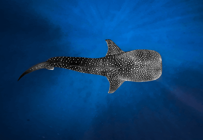 Whale Shark Vs. African Elephant: Ocean Bulk Meets Land Muscle