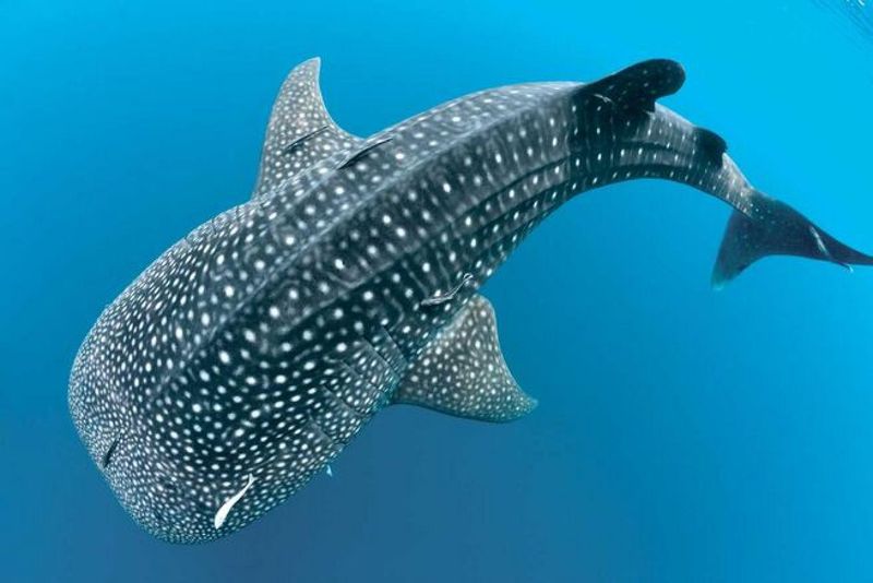 Whale Sharks: The Largest Fish In The Ocean