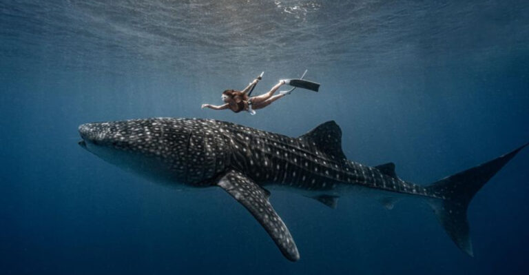 Whale Shark Vs. Everything Else: How This Ocean Giant Measures Up
