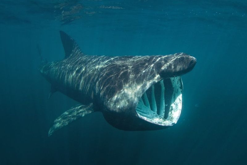 Whale Shark Vs. Basking Shark: A Battle Of The Filter-Feeding Giants
