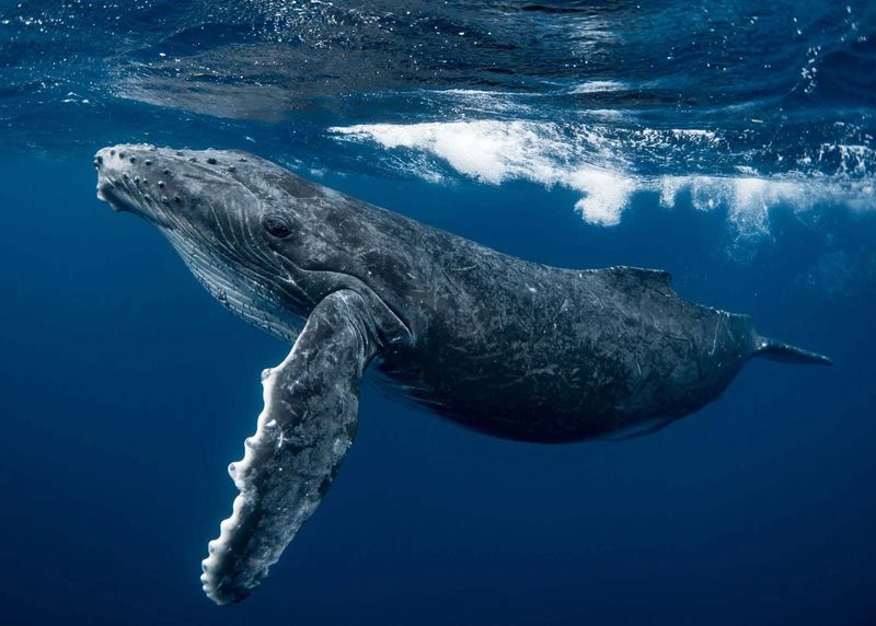 Whale Shark Vs. Humpback Whale: Gentle Giants With Different Moves