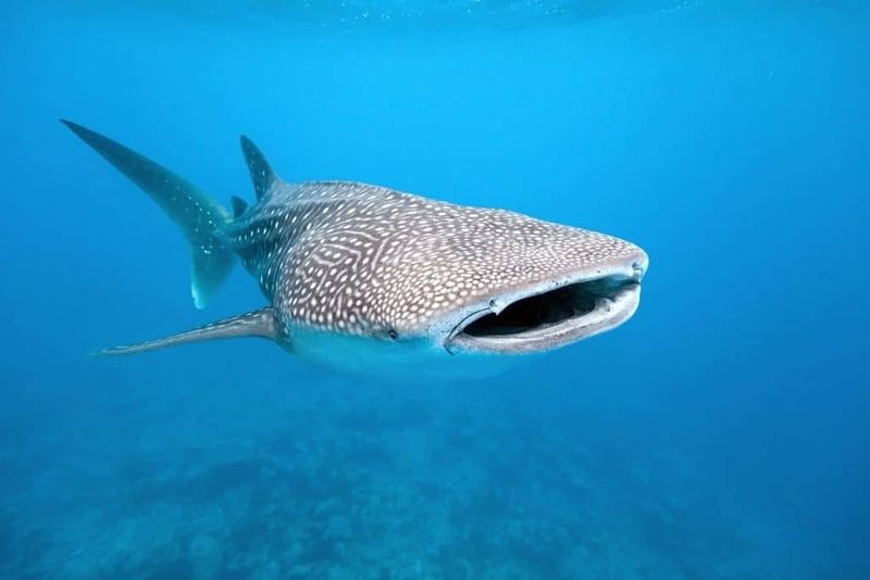 Whale Shark Vs. Semi Truck: A Highway Hauler Meets A Sea Cruiser