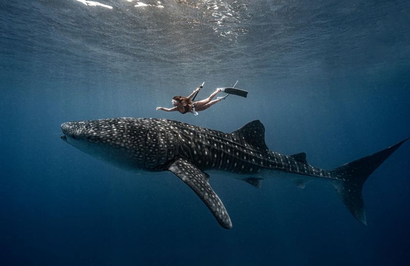 Whale Shark Vs. Human: Just How Tiny Are We In Comparison?