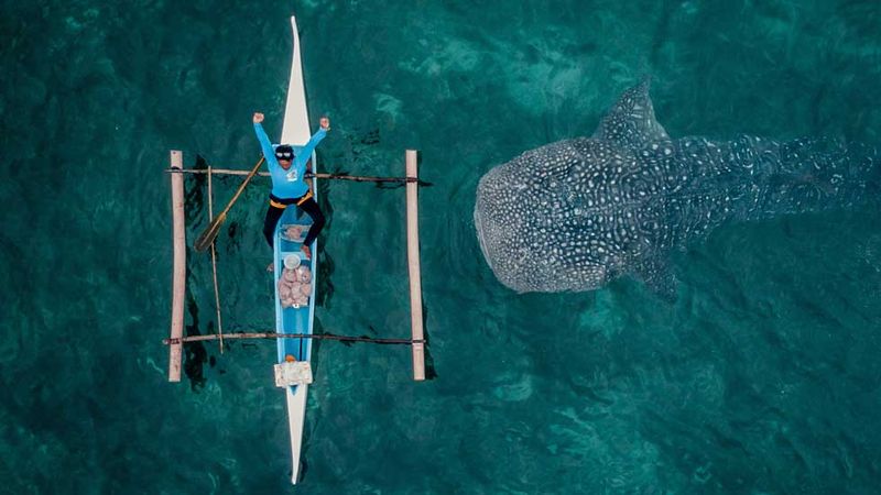 Whale Shark Vs. House: Would One Even Fit In Your Backyard?