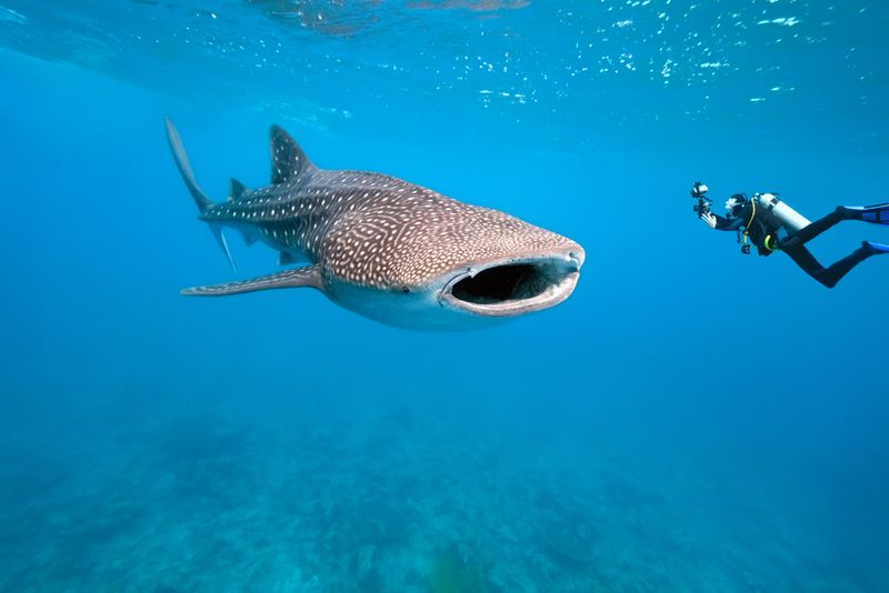Whale Shark Vs. Submarine: Can Nature Outsize Human Engineering?
