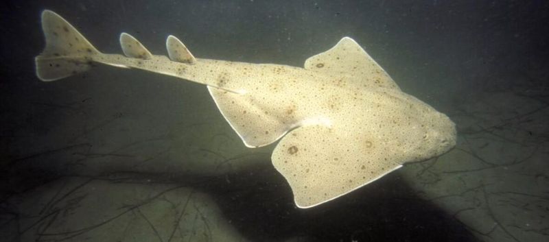 Angelshark
