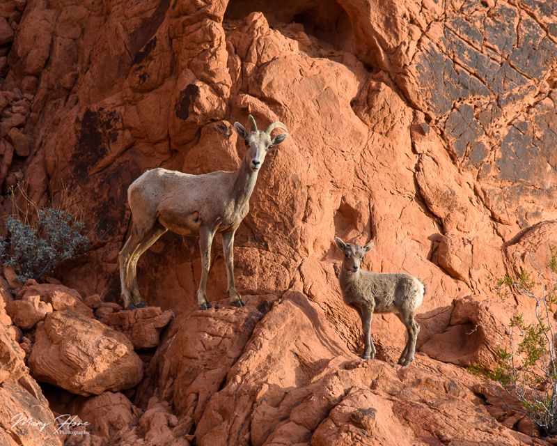 Desert Bighorn Scenic Drive