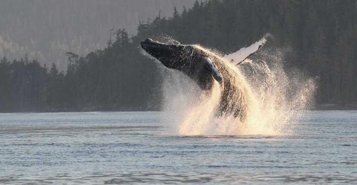 Whale Watching Season Has Arrived In Victoria – Here’s Where To Spot Them