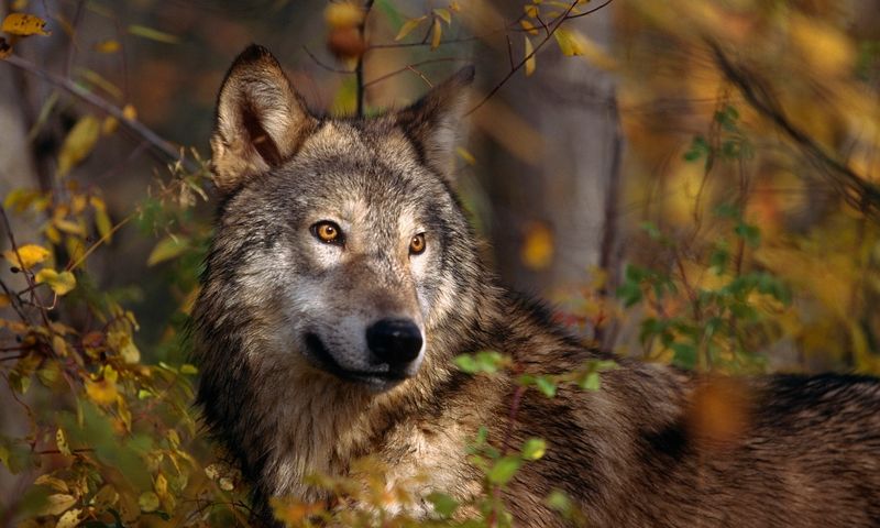 Wolves