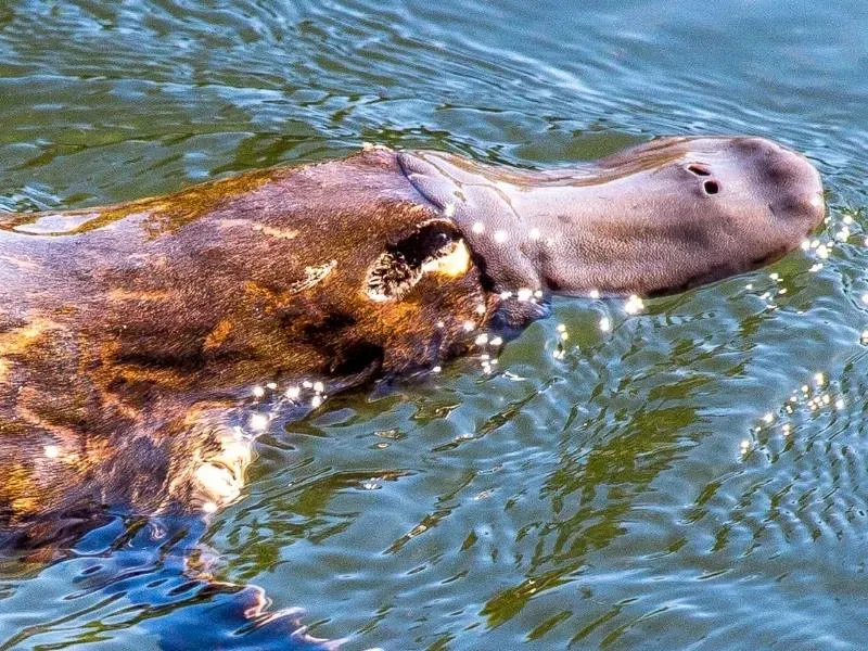 Platypus