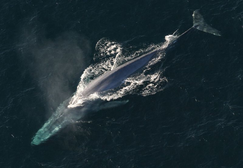 Whale Recovery Benefits Everyone